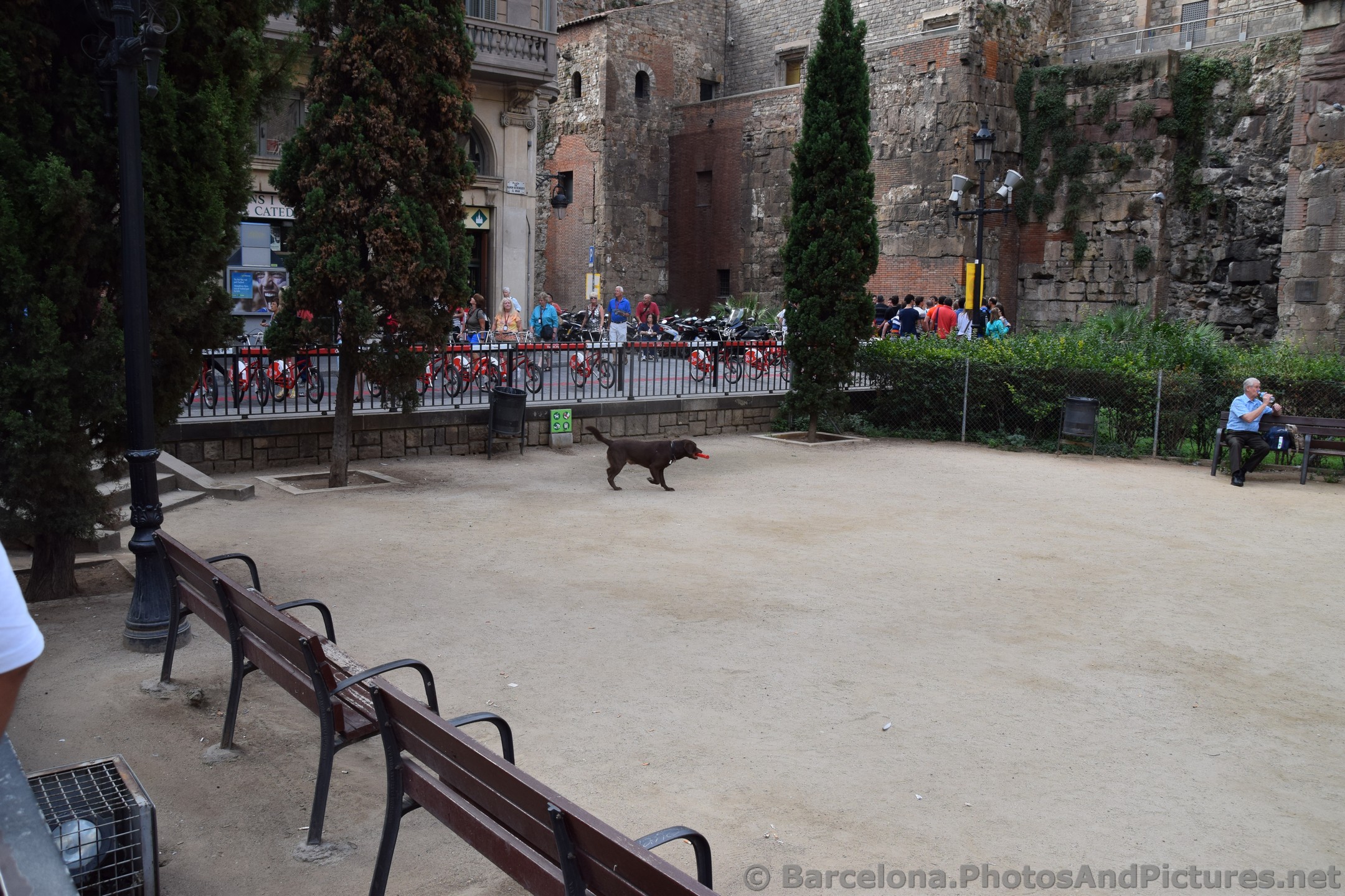 Barcelona Dog Park at Placa de Ramon Berenguer el Gran.jpg