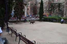 Barcelona Dog Park at Placa de Ramon Berenguer el Gran.jpg
