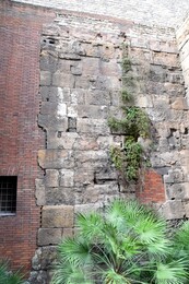 Plants Growing Out of Old City Walls of Barcelona.jpg