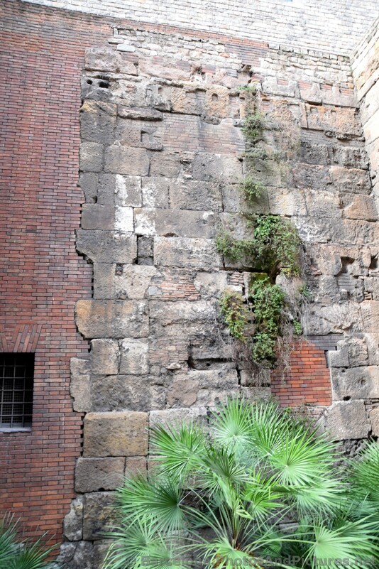Plants Growing Out of Old City Walls of Barcelona.jpg