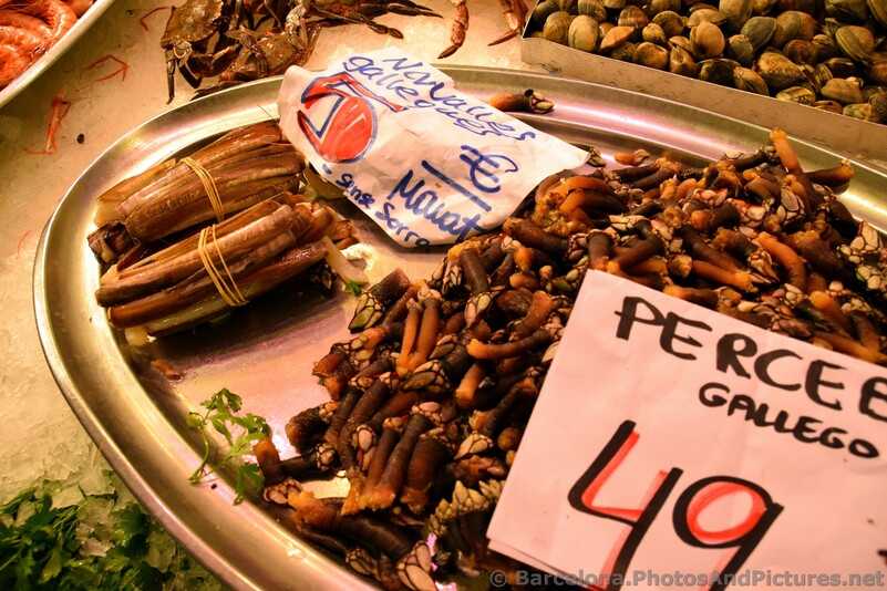 Razor Clams for Sale @ La Boqueria.jpg