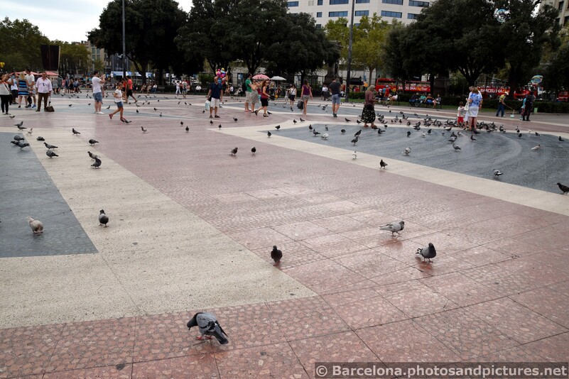 Pigeons of Placa Catalunya.jpg